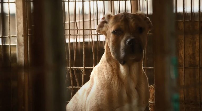 teddy saved from meat farm