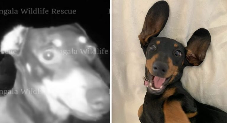 Valerie the dachshund found