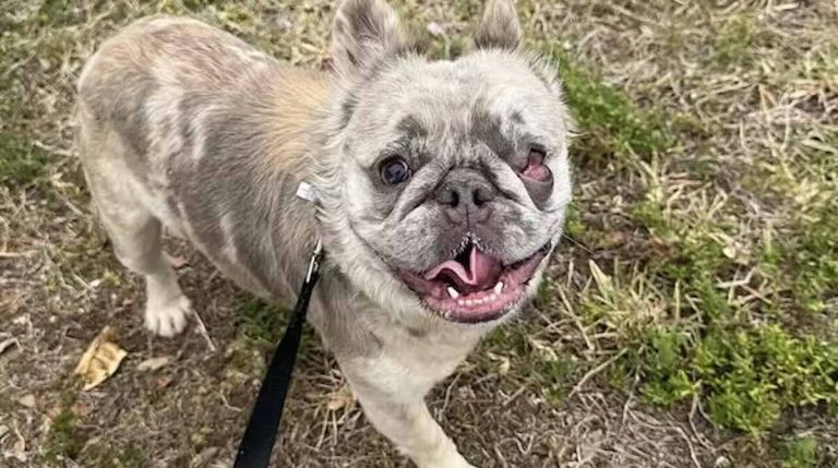French Bulldog Puppy Left Sick And Alone Finds Hope Through Rescue