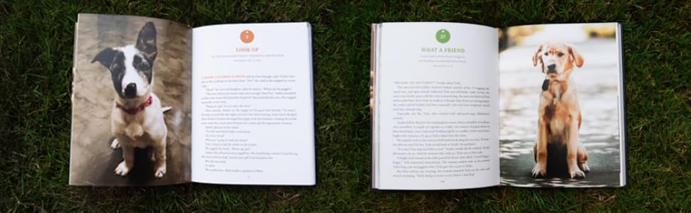 Pawverbs for a Dog Lover’s Heart: Inspiring Stories of Friendship, Fun, and Faithfulness - Image 4