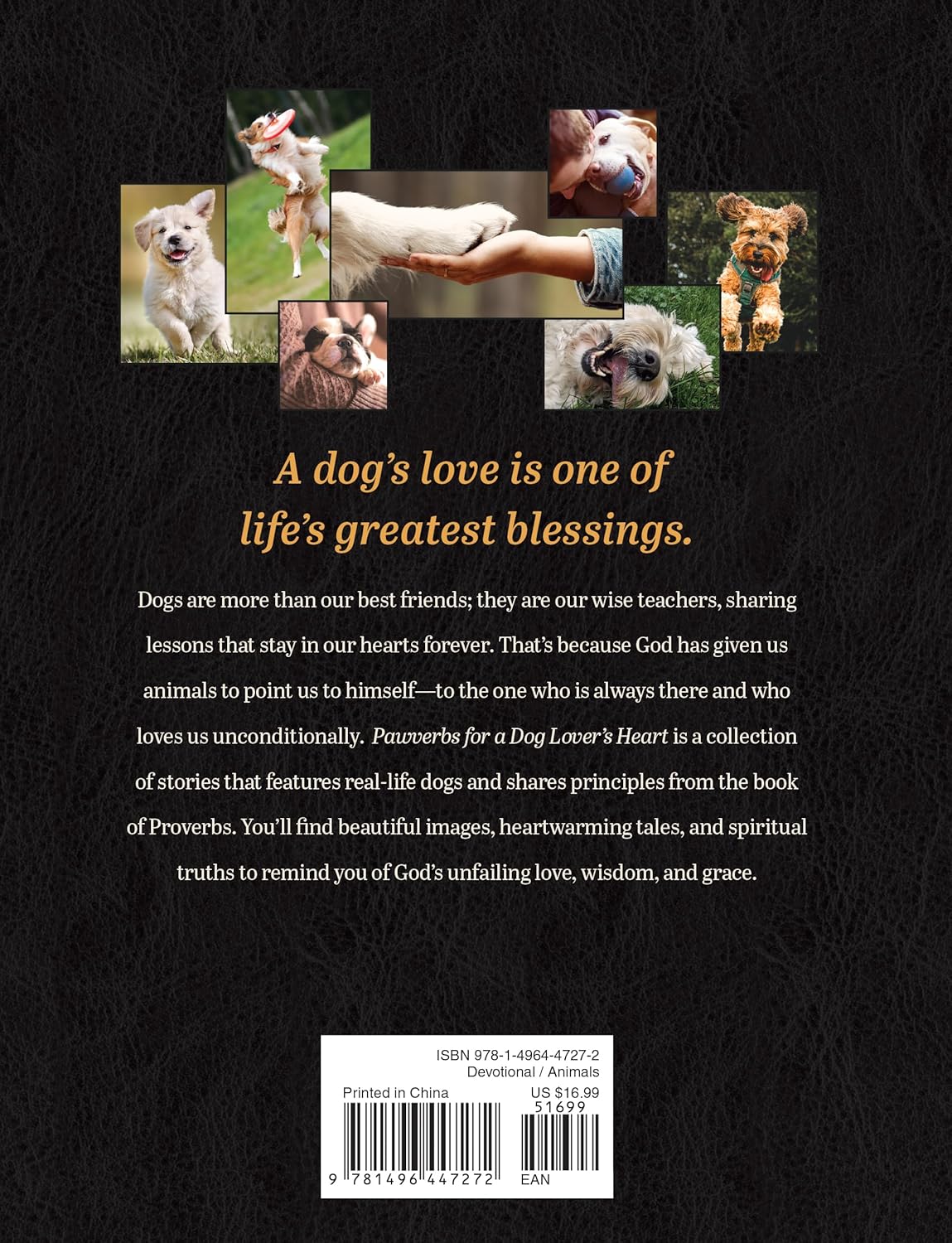 Pawverbs for a Dog Lover’s Heart: Inspiring Stories of Friendship, Fun, and Faithfulness - Image 2