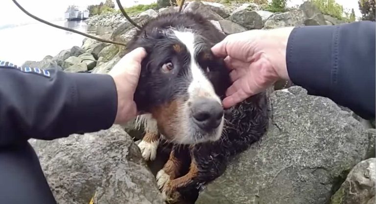 Tacoma Police Department rescues dog from beach