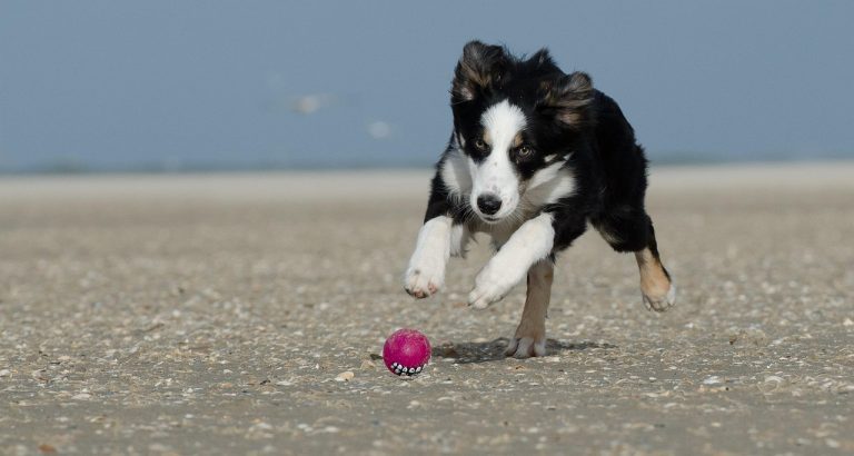Heading to the Beach With Your Dog? Pack These 9 Things