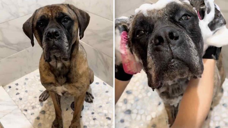 Bridget the mastiff's adorable bath routine