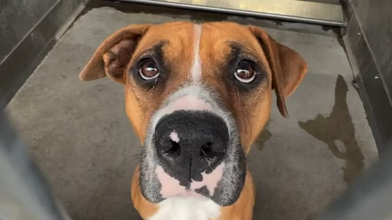 Trembling Dog Scheduled to Die Gets Last-Minute Save and Immediately Thanks Her Rescuer