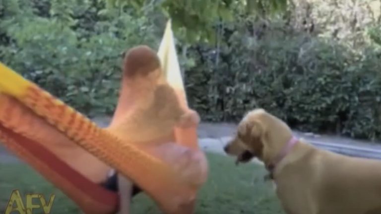 Dog Hilariously Teaches Boy How To Use Hammock Properly