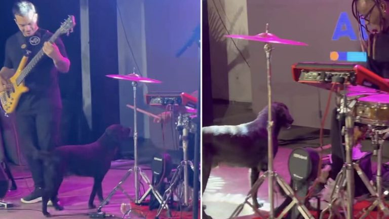 Street Dog Crashes Stage for a Drumstick, and the Musician’s Response Steals Hearts
