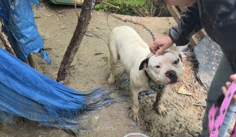 Dog Chained to Trash Can in the Woods Is ‘Smelliest’ Rescuers Have Ever Saved