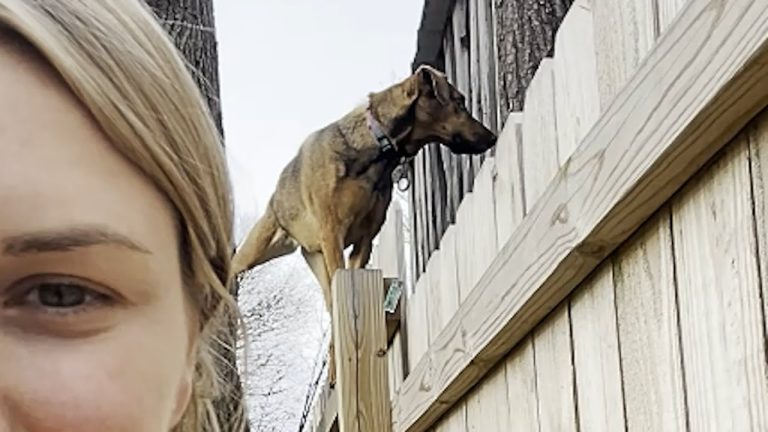 dog loves spying on neighbors