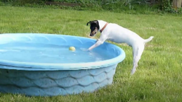 dog tries to get ball out of pool