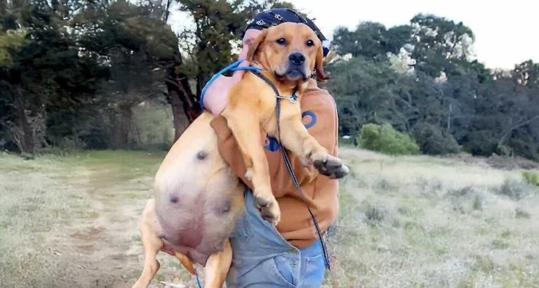 pregnant dog named Ginger rescued