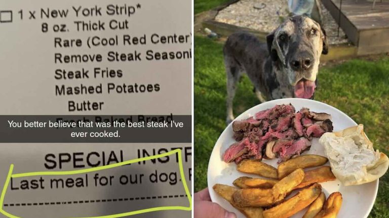 dog gets special last meal