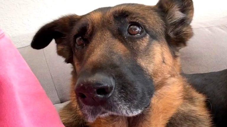 shy senior shelter dog adopted