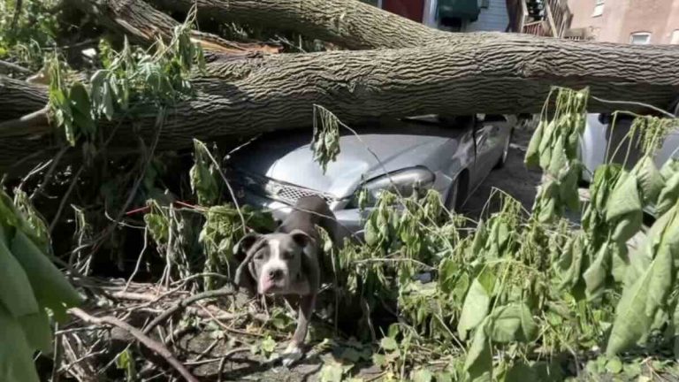 Chained pit bull rescued from tornado