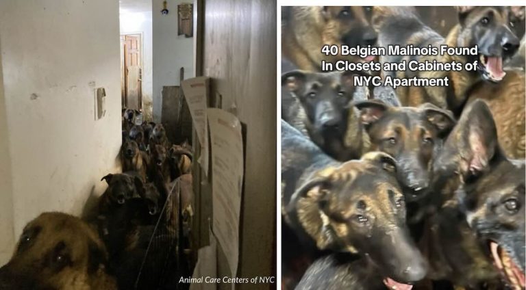 Dogs hoarded in NY apt