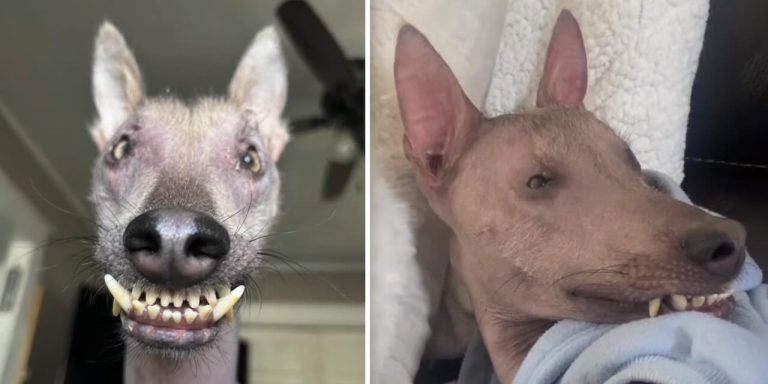 Unusual ‘Chupacabra’ Dog Found in the Woods Now Surrounded by Love