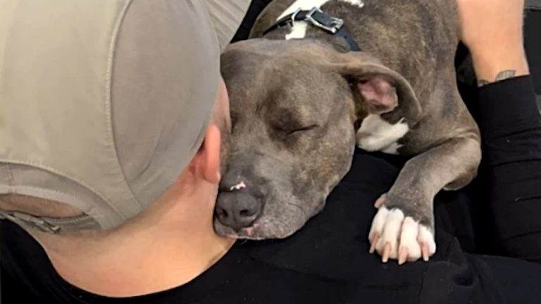 Pepper a chained pit bull rescued