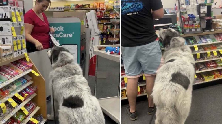 Ritchie the Great Pyr visits the pharmacy
