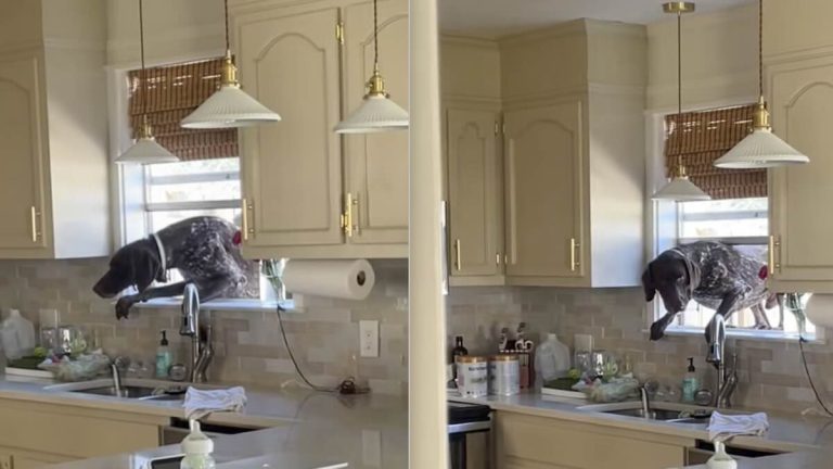 Sneaky German Shorthaired Pointer Caught Using Kitchen Window as His Personal Dog Door