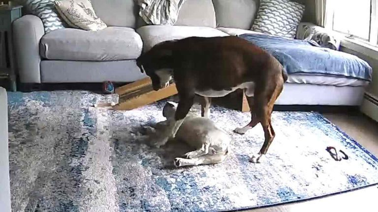 dog helps other dog having seizure