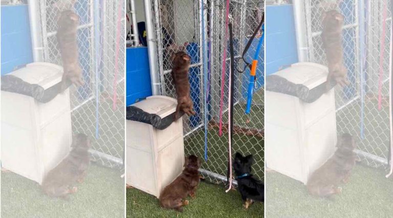 dog escapes from play area