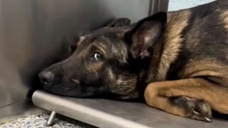 Sammie rescued from hoarder