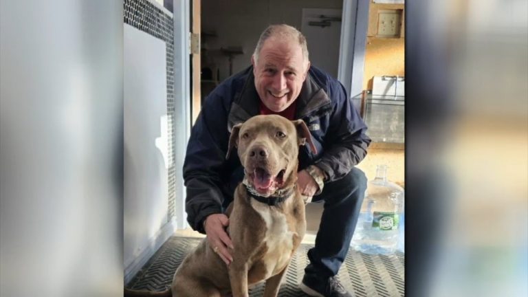 shelter dog adopted after DNA test result