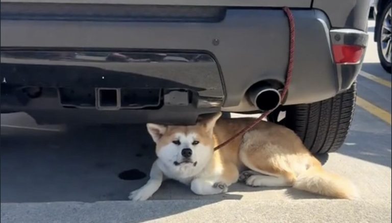 Shiba Inu in sun of car