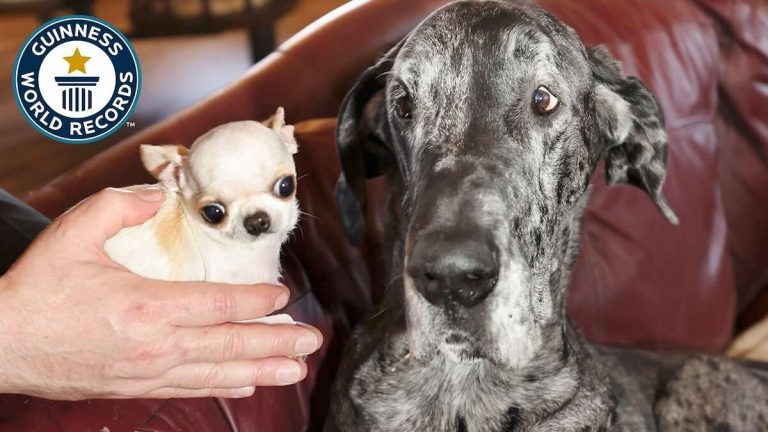 smallest dog meeting tallest dog