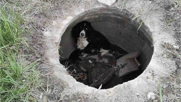 dog found alive in drainage hole
