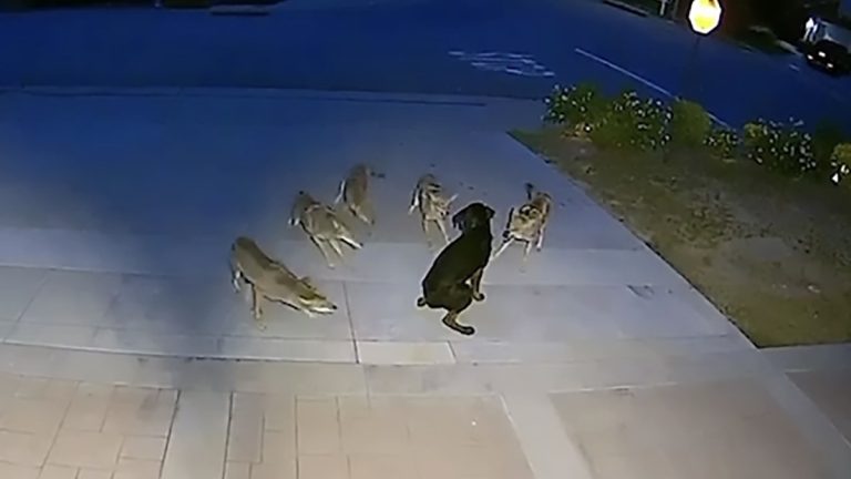 stray dog fends off coyotes, finds a home