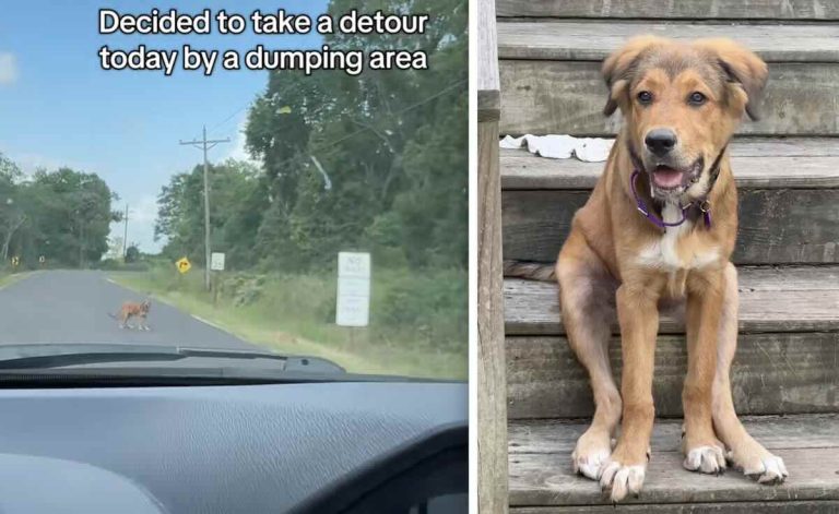 puppy found dumped by Streethearts Project