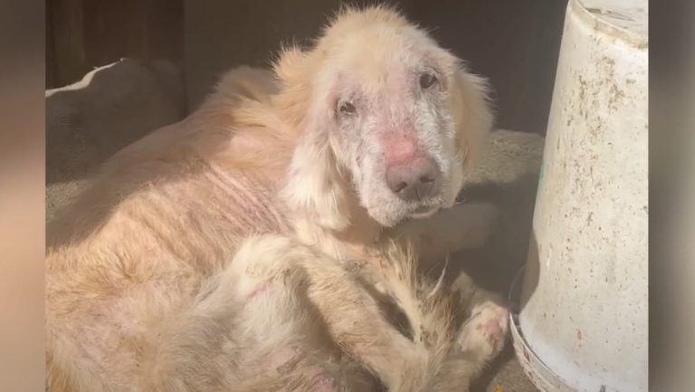 Tina, Sick Golden Retriever rescued in Thailand