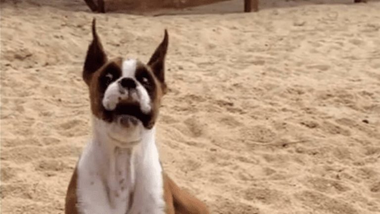 Topper the boxer tastes a lime