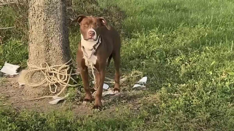 Beans the dog dumped by tree