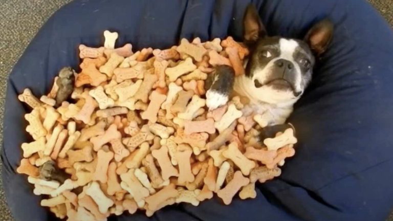 Boston Terrier lies in bed of Milk Bones