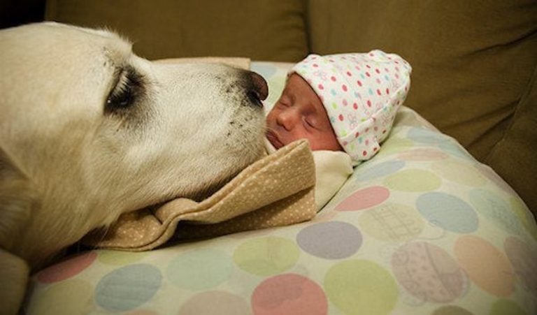 dogs and their adorable humans