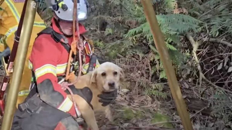 Dog Stands Guard Over Mine Shaft for 4 Days Until Best Friend Found and Rescued