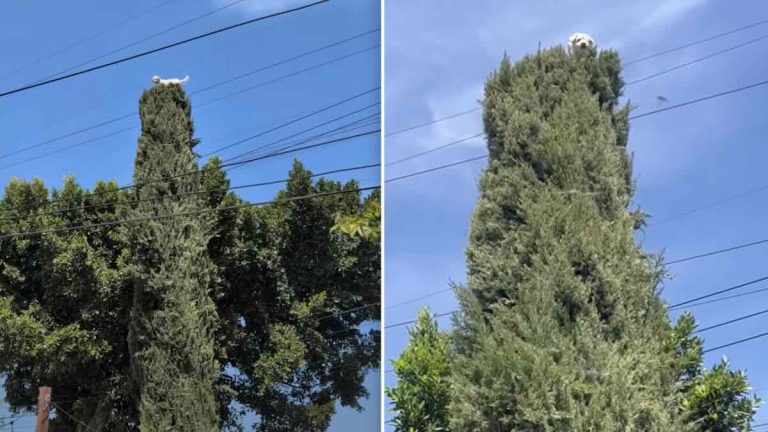 Family Shocked To Find Dog Stuck In Treetops