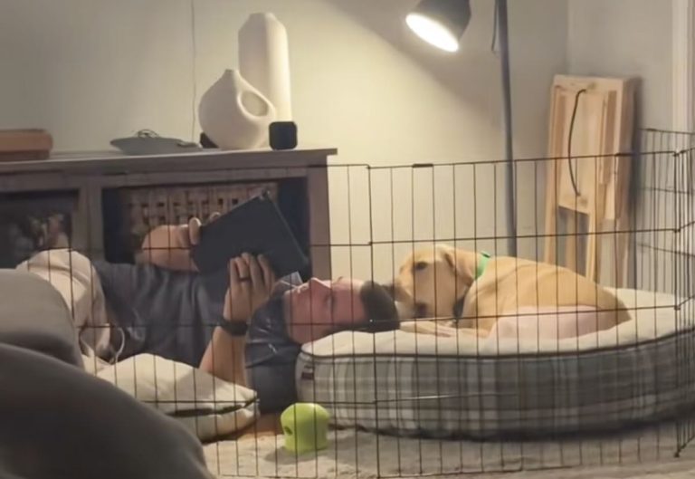 dog has acl surgery comforted by dad