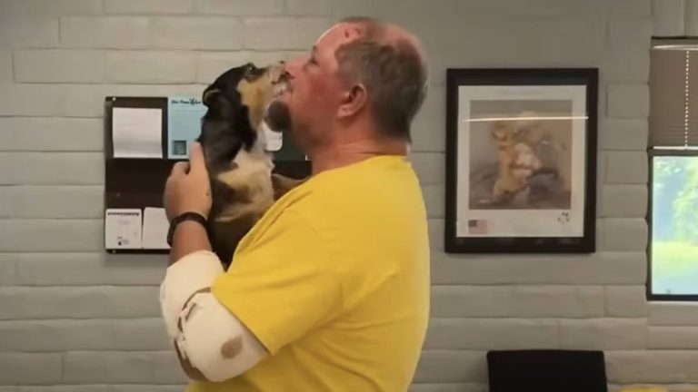 Driver and Dog Separated by Crash Have Heartwarming Reunion — and Matching Black Eyes