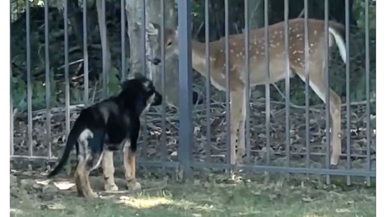 puppy makes friends with deer