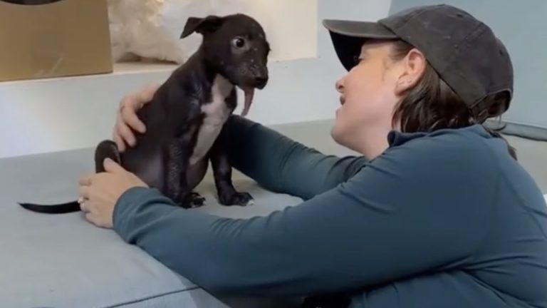 Puppy saved from Caribbean island after brutal attack