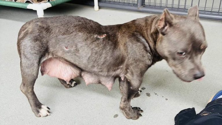 Shelter Dog Is Only a Year Old—But Her Body Tells the Story of a Lifetime of Hurt