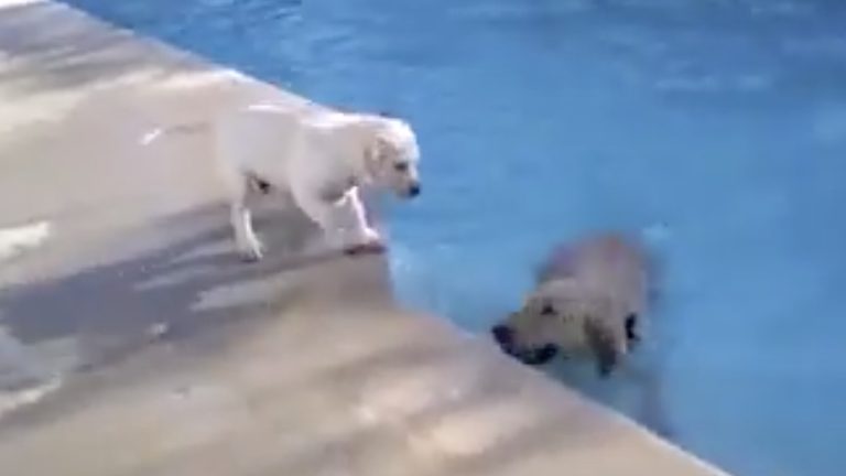mom dog teaches puppy how to swim