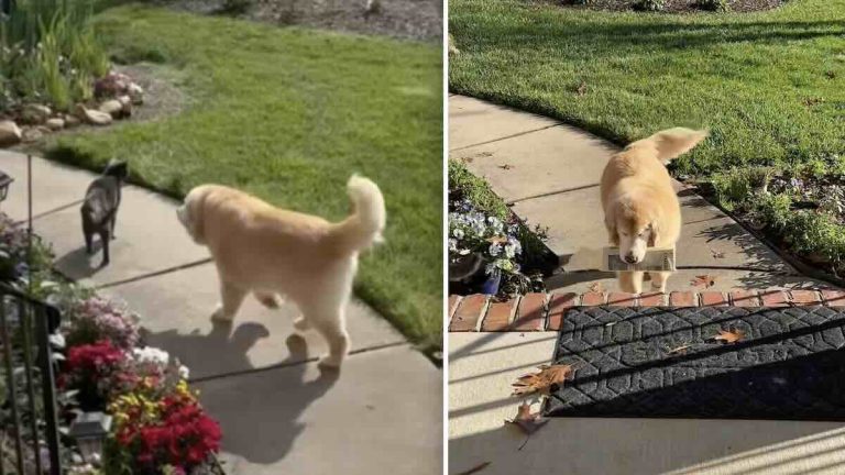 Mason the blind Golden Retriever