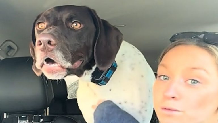 Adopted German Shorthaired Pointer Finds Pure Joy in Every Car Ride