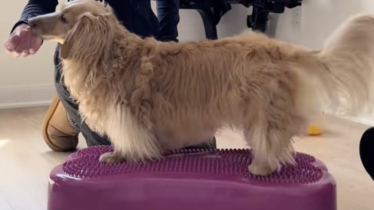 Dachshund does back strengthening exercises