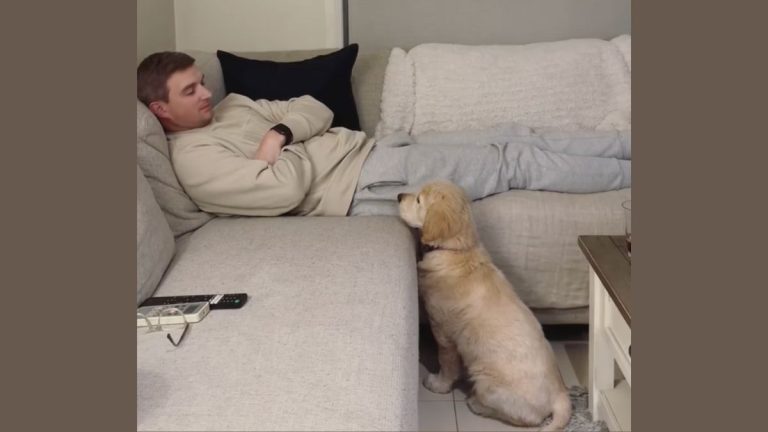 puppy begs to get on couch