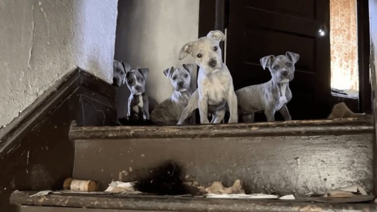 Rescuers Struggle to Catch Skinny Puppies in Crumbling Home